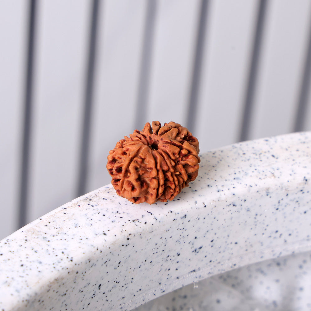 11 Mukhi Rudraksha (Regular)
