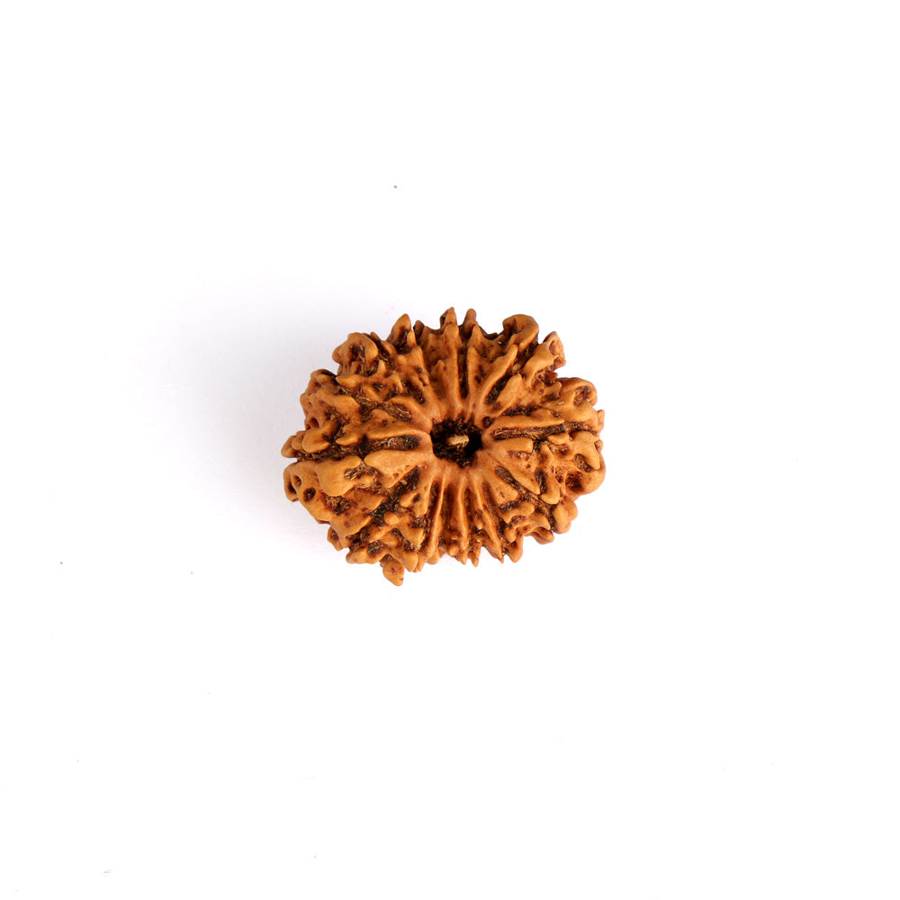 13 Mukhi Rudraksha (Super Collector)