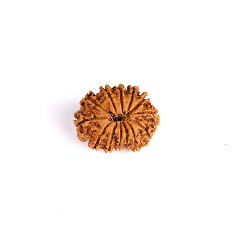 13 Mukhi Rudraksha (Regular)