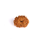 13 Mukhi Rudraksha (Regular)