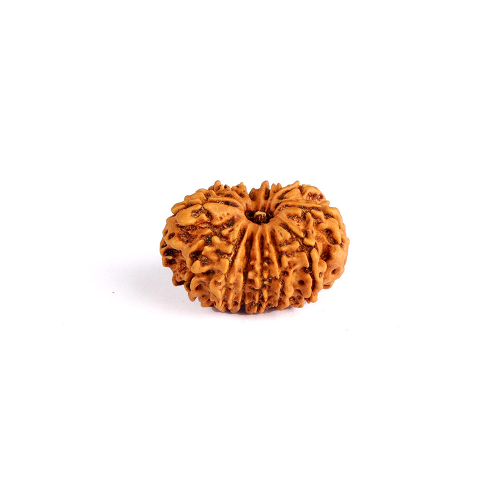 13 Mukhi Rudraksha (Regular)