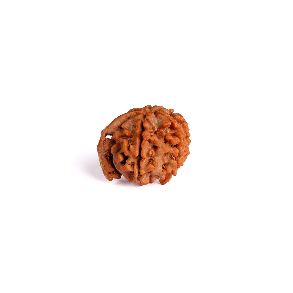 5 Mukhi Ganesh Rudraksha (Collector)