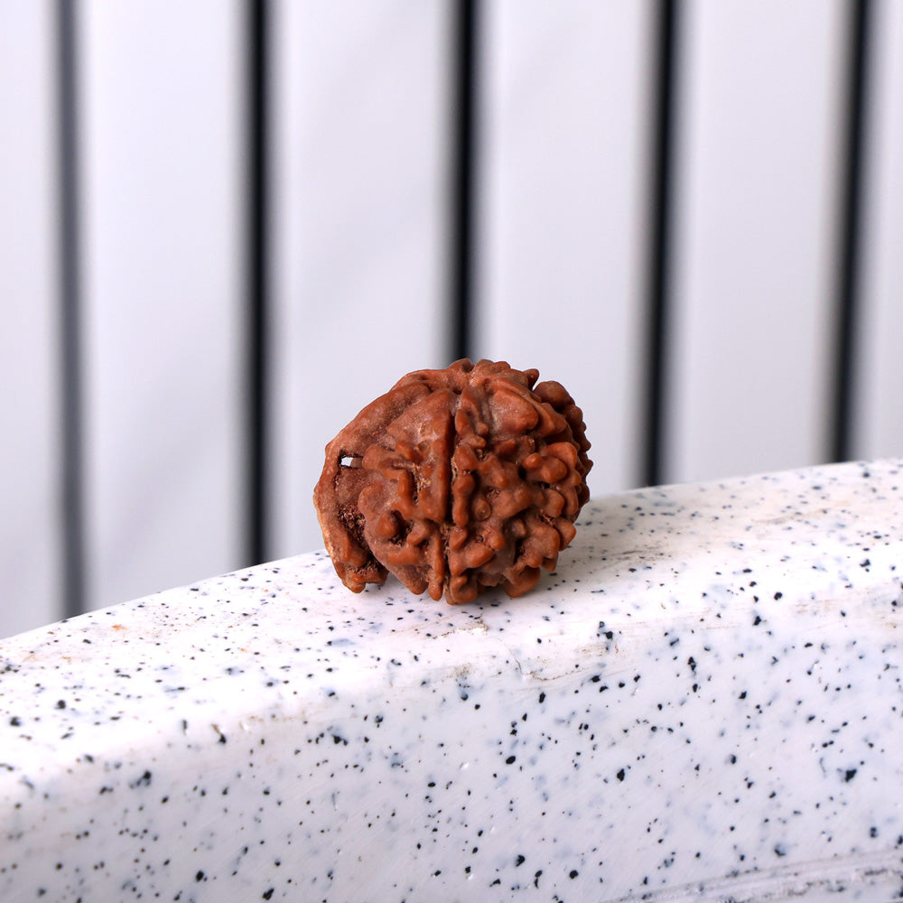 9 Mukhi Rudraksha (Super Collector)