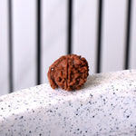 9 Mukhi Rudraksha (Super Collector)