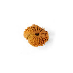 16 Mukhi Rudraksha (18.6mm)