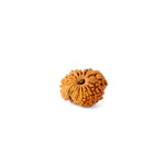 16 Mukhi Rudraksha (18.6mm)