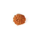 16 Mukhi Rudraksha (20.29mm)