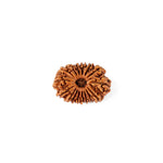 16 Mukhi Rudraksha (25.07mm)