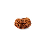 16 Mukhi Rudraksha (25.07mm)