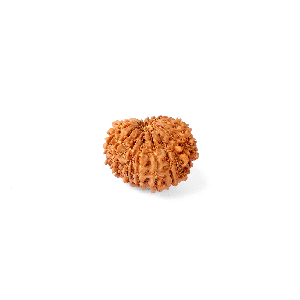 16 Mukhi Rudraksha (23.02mm)