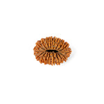 18 Mukhi Rudraksha (31.44mm)