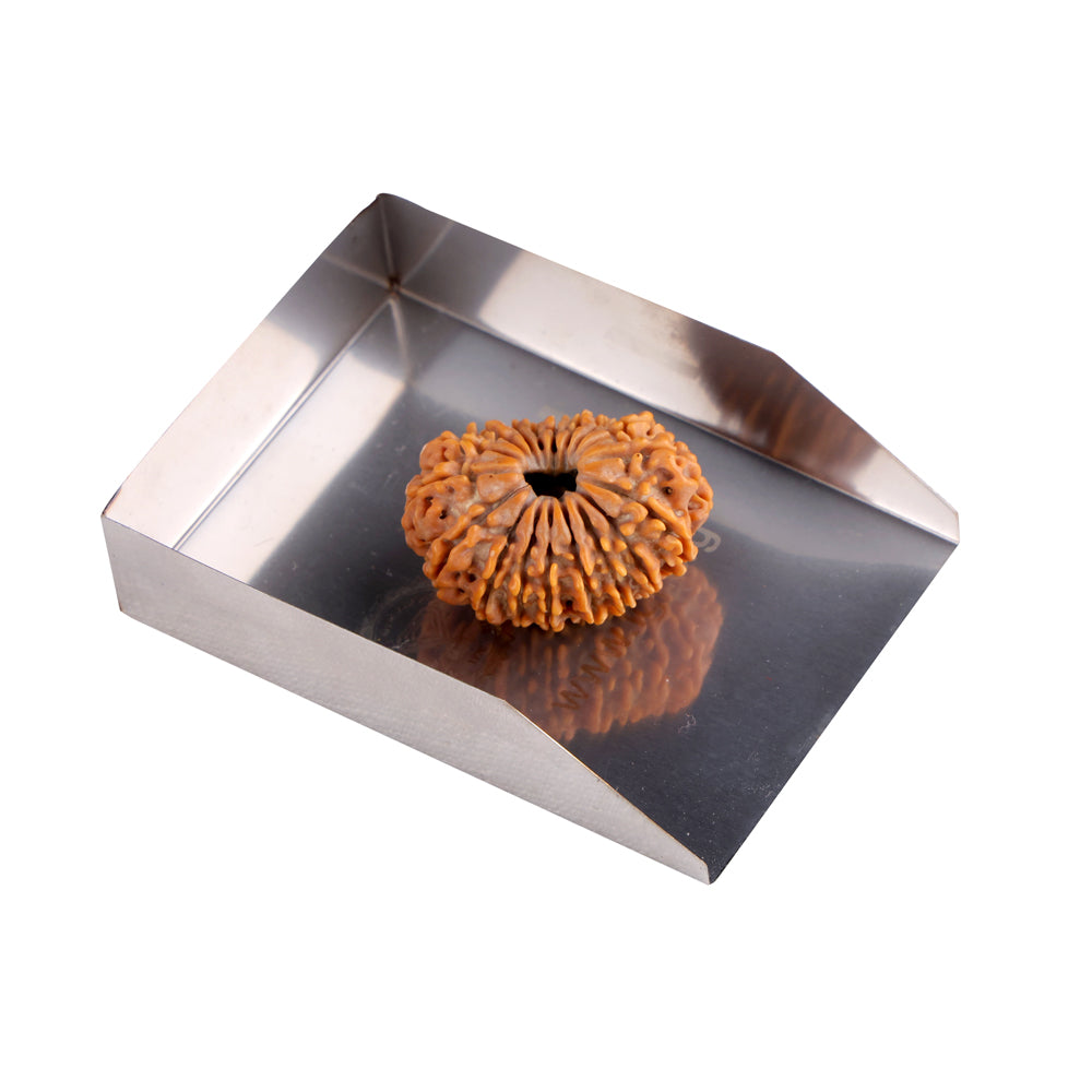 18 Mukhi Rudraksha (31.44mm)