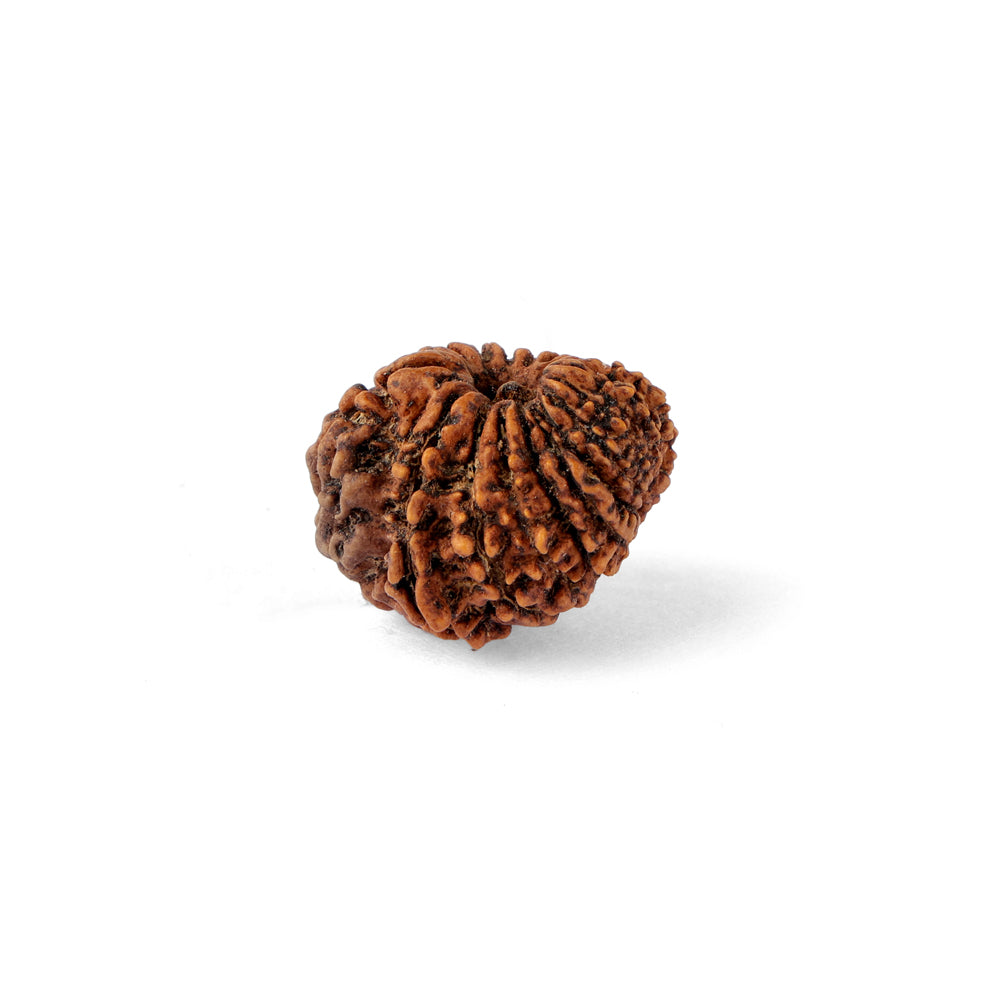 18 Mukhi Rudraksha (24.28mm)