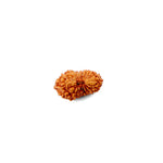 19 Mukhi Rudraksha