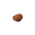 14 Mukhi Rudraksha (24.21mm)