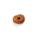 14 Mukhi Rudraksha (24.21mm)
