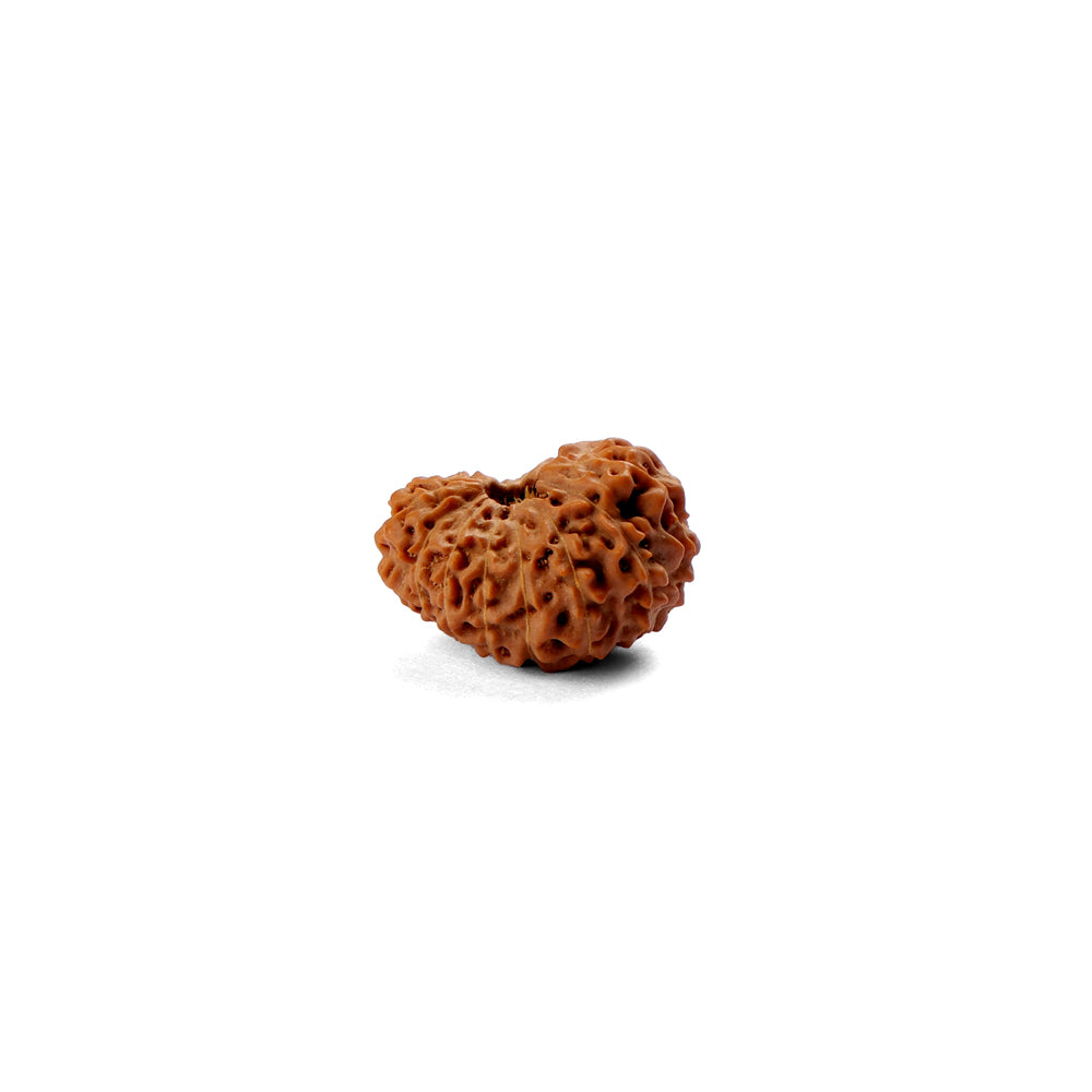 17 Mukhi Rudraksha (22.14mm)