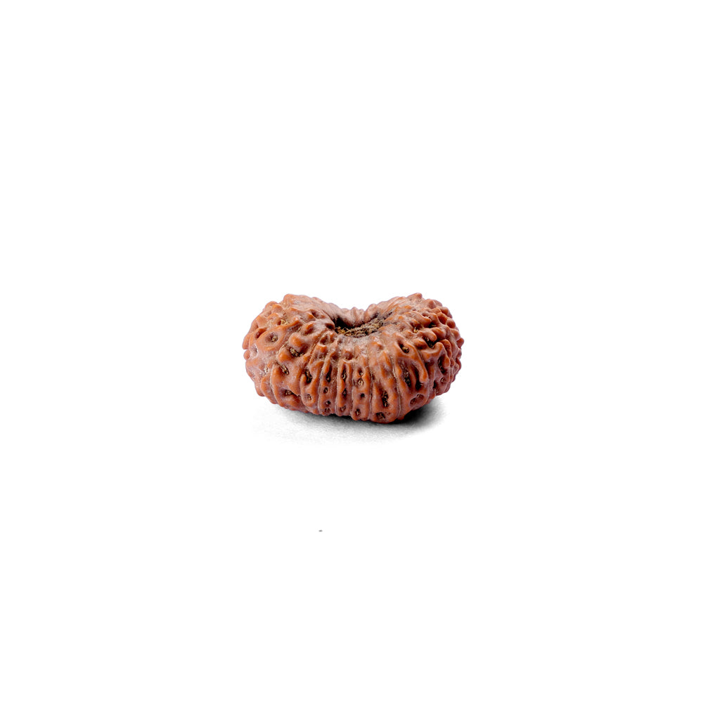 19 Mukhi Rudraksha (22.29mm)
