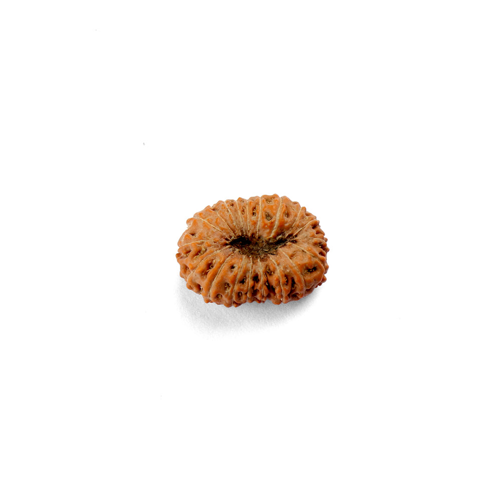 19 Mukhi Rudraksha (22.29mm)