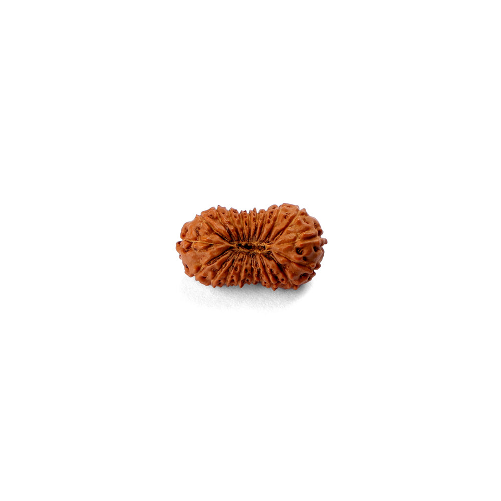 20 Mukhi Rudraksha (21.43mm)