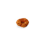 21 Mukhi Rudraksha (12.75mm)
