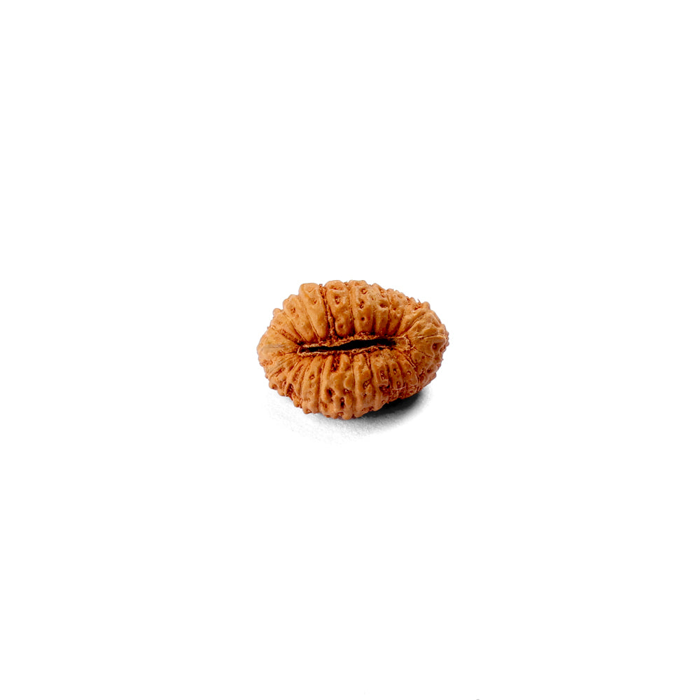 21 Mukhi Rudraksha (12.75mm)