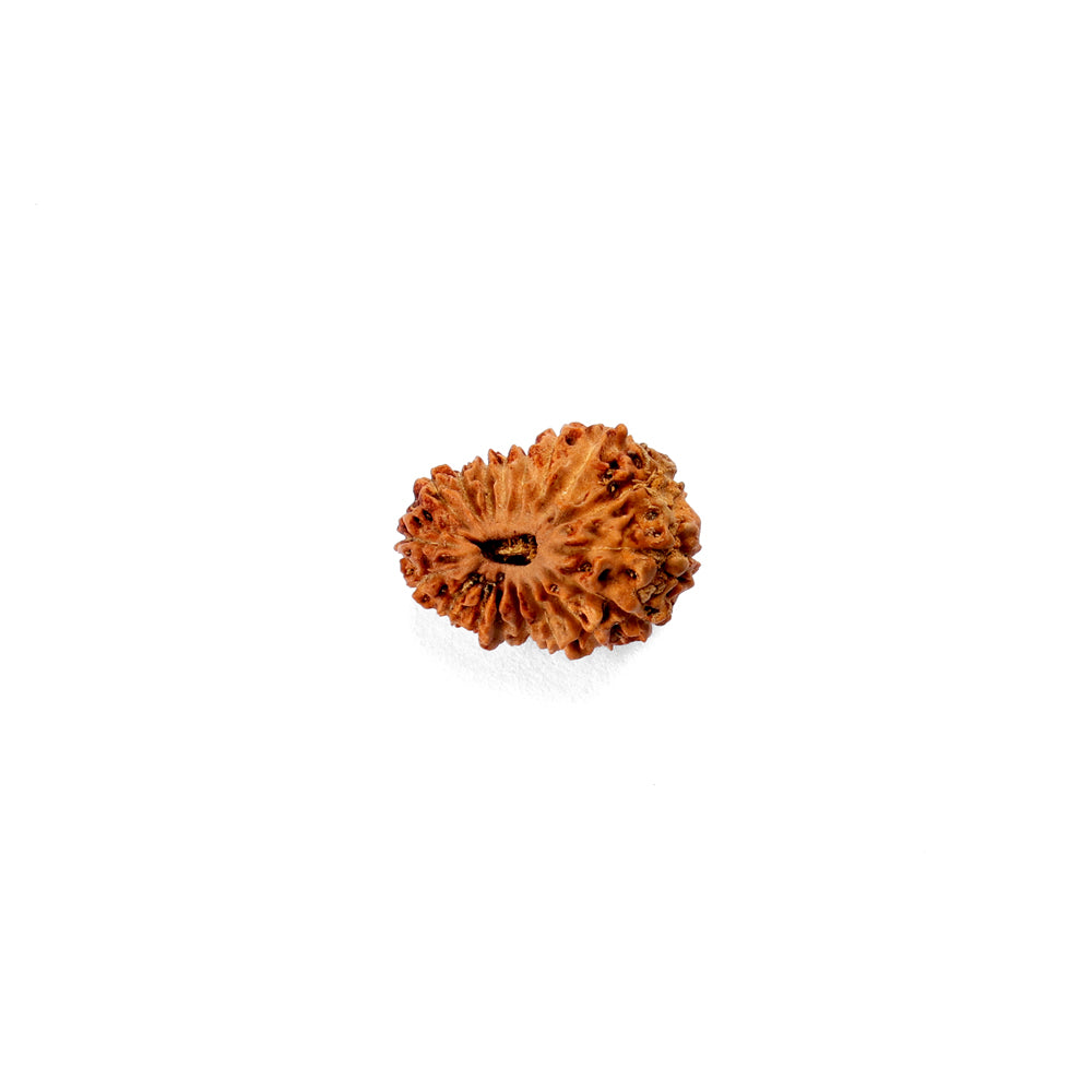 18 Mukhi Rudraksha