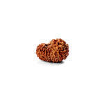 18 Mukhi Rudraksha