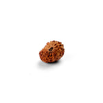 18 Mukhi Rudraksha
