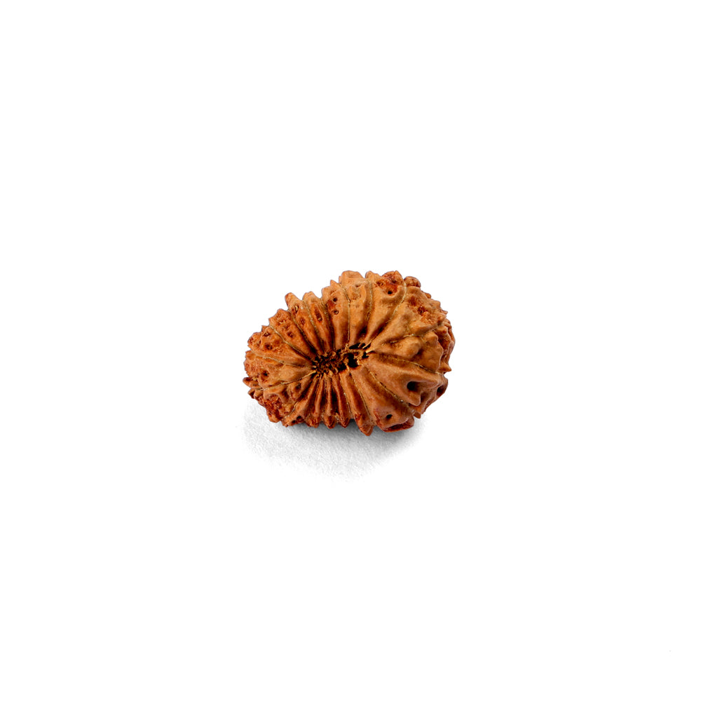 18 Mukhi Rudraksha