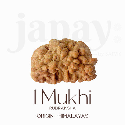 Original Certified One Mukhi Rudraksha bead in brown color placed on a red cloth for spiritual and meditative use. India’s Largest Pooja Accessories Brand - www.satvikstore.in