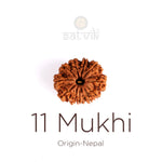 11 Mukhi Rudraksha (Regular)