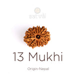 13 Mukhi Rudraksha (Regular)