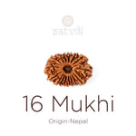 16 Mukhi Rudraksha bead natural Nepali sixteen face Rudraksha. India’s Premium Rudraksha Beads Brand - www.satvikstore.in