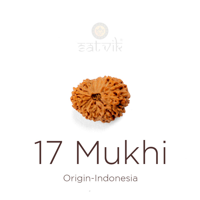 17 Mukhi Rudraksha bead natural Indo seventeen face Rudraksha. India’s Premium Rudraksha Beads Brand - www.satvikstore.in