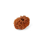 16 Mukhi Rudraksha (28.44mm)