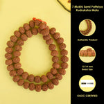 7 Mukhi Semi Pathriya Rudraksha Mala 13-14 mm