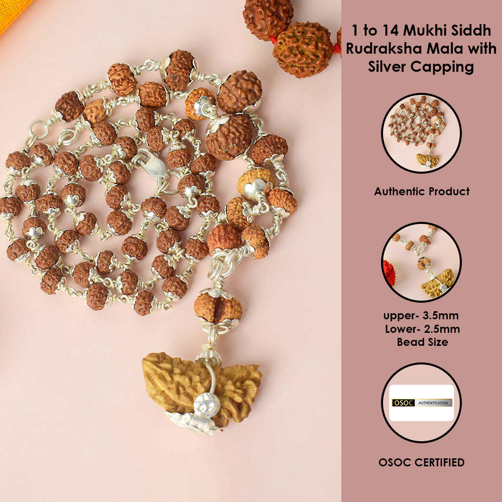 Certified 1 to 14 Mukhi Siddh Rudraksha Mala with Silver Capping (Indonesia)