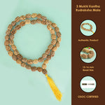 3 Mukhi 15-16mm Kantha Rudraksha Mala