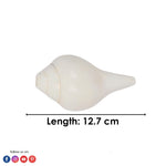 Natural 100% Original Vamavarti Shankha 5 Inch