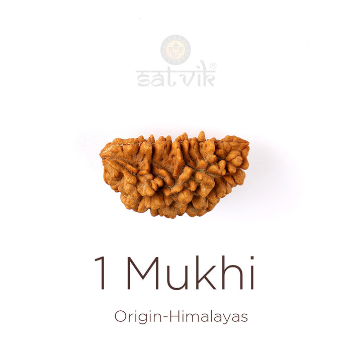 1 Mukhi Rudraksha (Half Moon)