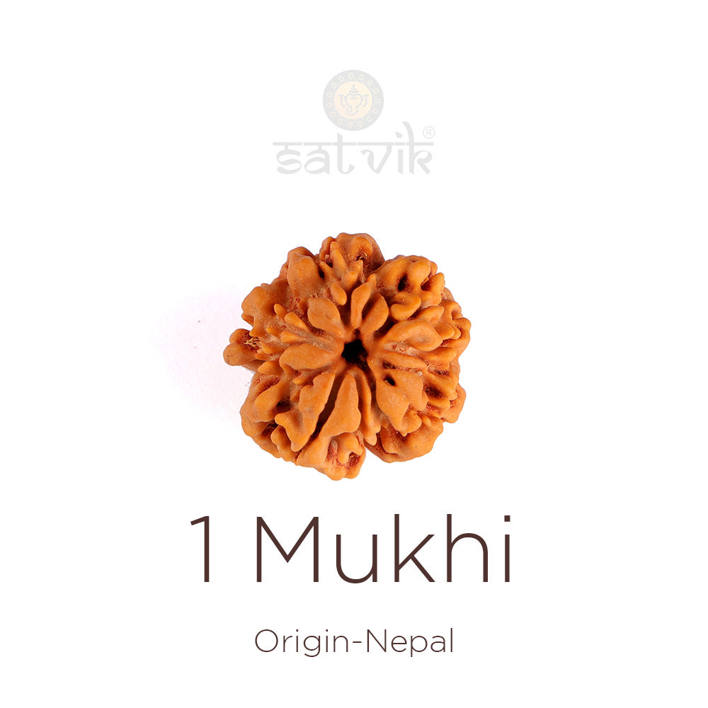 1 Mukhi Rudraksha (Underdeveloped)