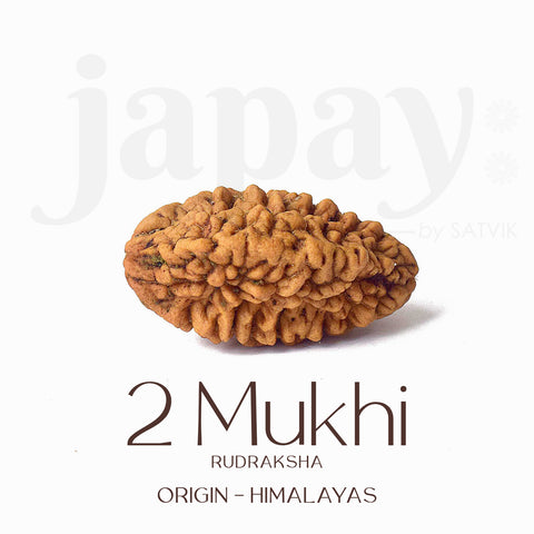 Certified 2 Mukhi Natural Rudraksha Bead – Brown, naturally grooved surface, spiritual seed used for harmony and relationship healing. India’s Largest Pooja Accessories Brand - www.satvikstore.in

