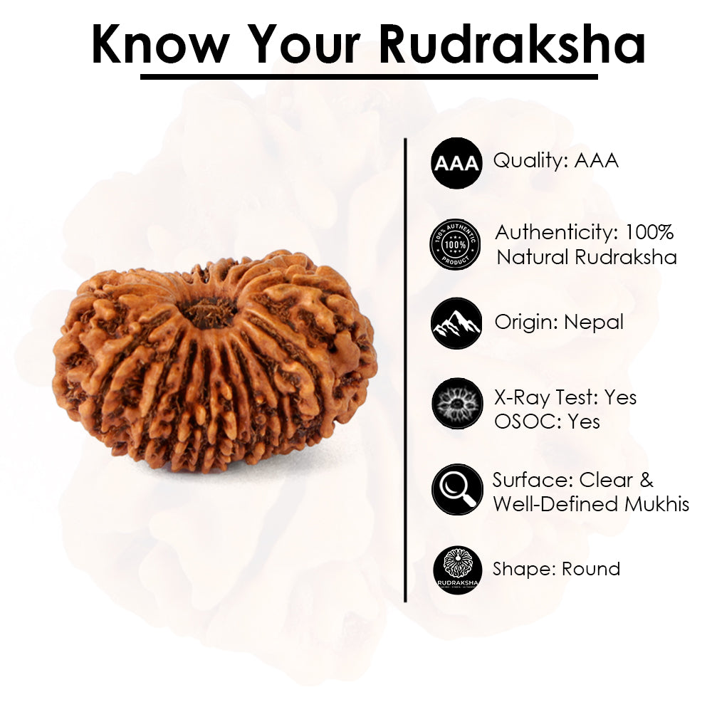 16 Mukhi Rudraksha (25.07mm)