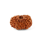 16 Mukhi Rudraksha (28.44mm)