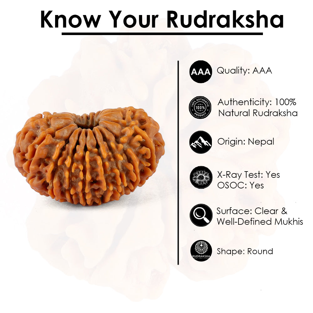 18 Mukhi Rudraksha (31.44mm)