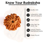 7 Mukhi Rudraksha (Regular)