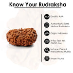 14 Mukhi Rudraksha (24.21mm)