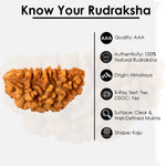 1 Mukhi Rudraksha (Half Moon)