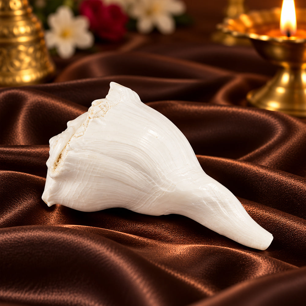10cm Regular Dakshinavarti Shankh (Conch Shell)